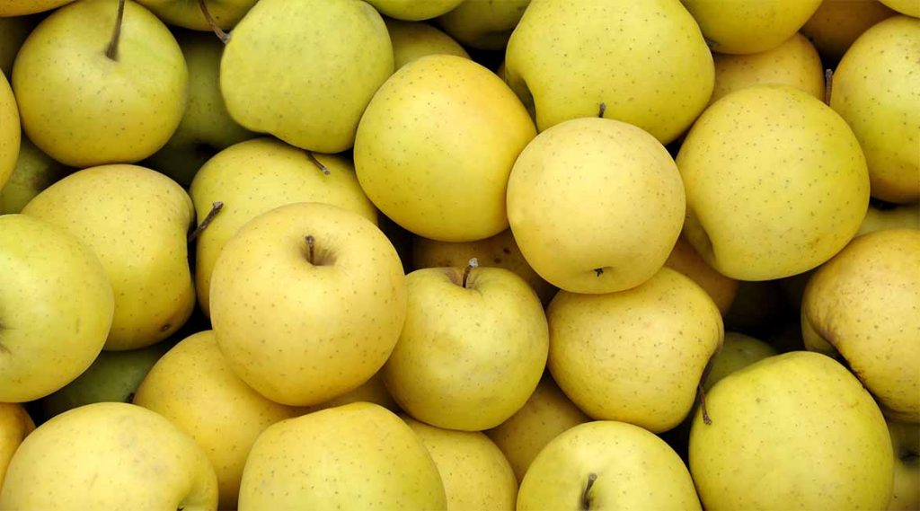 Golden Delicious - the Queen of yellow apples 